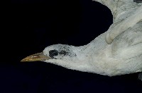 Red-tailed Tropic Bird Collection Image, Figure 2, Total 11 Figures